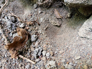 nest of retreating animals (larval animals walking backwards or lion insects). Small swirls or conical holes in the sand nest small brown insects. antlion. acer myrmeleon
