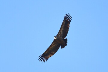 griffon vulture