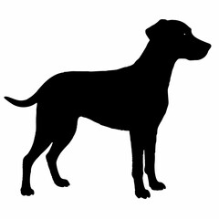 Dog Breeds Silhouette Svg Bundle, Dog Breed Svg,