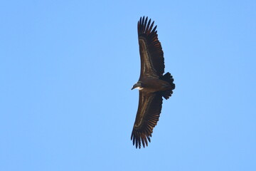 griffon vulture
