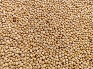 Sorghum or buckwheat on the ground