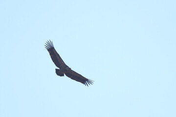 griffon vulture