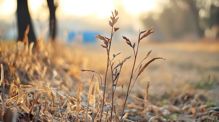 Fototapeta premium A tight shot of a flower in a field, with a truck barely visible in the distant background