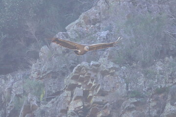 griffon vulture