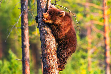 brown bear cub © Artem