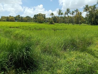 Closeup of young Field Horsetail or Equisetum arvense plants in their natural habitat on the waterfront.