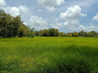 Closeup of young Field Horsetail or Equisetum arvense plants in their natural habitat on the waterfront.