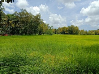 Closeup of young Field Horsetail or Equisetum arvense plants in their natural habitat on the waterfront.