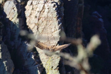 griffon vulture