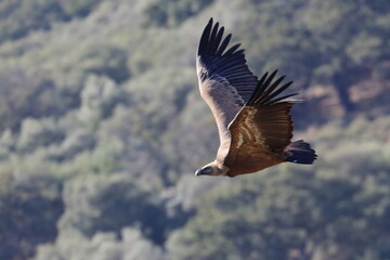 griffon vulture