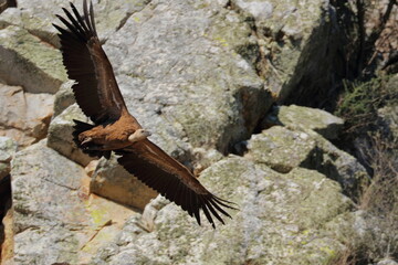 griffon vulture