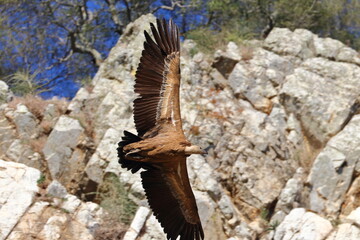 griffon vulture