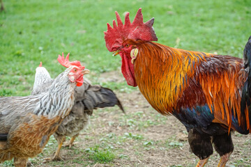 rooster and hen