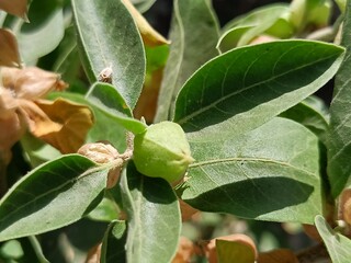 Ashwagandha plant or withania somnifera plant 