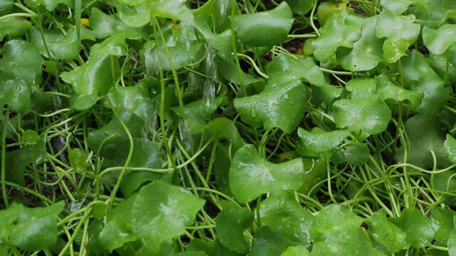 Centella Asiatica gotu kola leaf fresh rain wet, plant herb raw food organic natural pure, essential for medicine healthy herbal asian, garden ecosystem environment zero carbon.