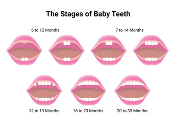 The Stages of Baby Teeth Science Design Vector Illustration Diagram