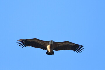 griffon vulture