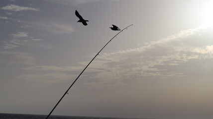 Seagulls Flocking on Rocky Shoreline at Sunset with Ocean Waves Crashing, Coastal Wildlife Birds in Flight, Group of Seagulls Gathering on Beach, Seascape at Dusk with Waves and Birds in Natural