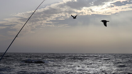 Seagulls Flocking on Rocky Shoreline at Sunset with Ocean Waves Crashing, Coastal Wildlife Birds in Flight, Group of Seagulls Gathering on Beach, Seascape at Dusk with Waves and Birds in Natural