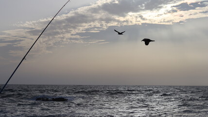 Seagulls Flocking on Rocky Shoreline at Sunset with Ocean Waves Crashing, Coastal Wildlife Birds in Flight, Group of Seagulls Gathering on Beach, Seascape at Dusk with Waves and Birds in Natural
