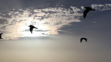 Seagulls Flocking on Rocky Shoreline at Sunset with Ocean Waves Crashing, Coastal Wildlife Birds in Flight, Group of Seagulls Gathering on Beach, Seascape at Dusk with Waves and Birds in Natural