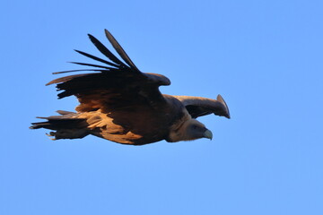 griffon vulture