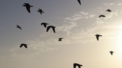 Seagulls Flocking on Rocky Shoreline at Sunset with Ocean Waves Crashing, Coastal Wildlife Birds in Flight, Group of Seagulls Gathering on Beach, Seascape at Dusk with Waves and Birds in Natural