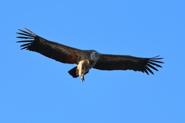 griffon vulture