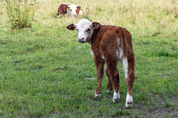 Calf