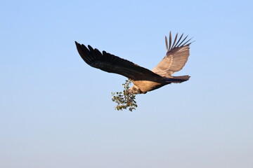 griffon vulture
