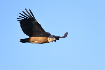 griffon vulture