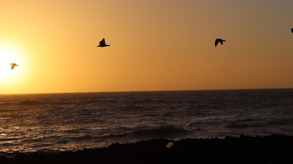 Seagulls Flocking on Rocky Shoreline at Sunset with Ocean Waves Crashing, Coastal Wildlife Birds in Flight, Group of Seagulls Gathering on Beach, Seascape at Dusk with Waves and Birds in Natural