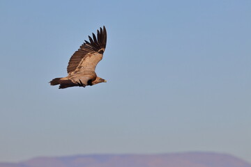 griffon vulture