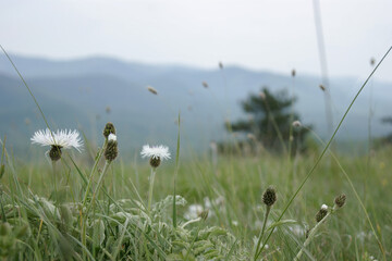 Landscape with white cornflowers in the foreground and blurred blue mountains and a pine tree in...