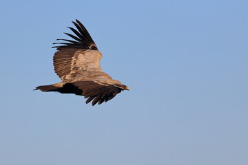 griffon vulture
