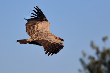 griffon vulture