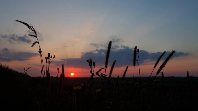 sunset in the field