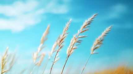 Obraz premium tall grass in foreground against a backdrop of a blue sky with scattered clouds
