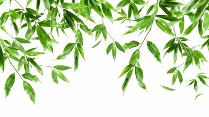 Obraz premium Fresh bamboo leaves on a white background, perfect for nature themes, designs, and eco-friendly concepts.
