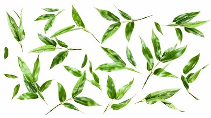 Fototapeta premium A collection of green leaves on a white background, perfect for nature-themed designs and eco-friendly projects.