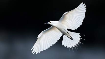 Obraz premium A white bird soars through the air, wings fully extended, gaze diverted to one side