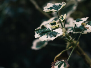 Fototapeta premium Plant leaves
