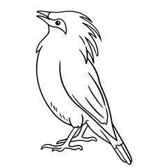 Jalak Bali, Bali bird