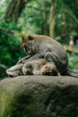 Close-up of wild monkey life in Ubud, Bali, Indonesia © Patrick.W