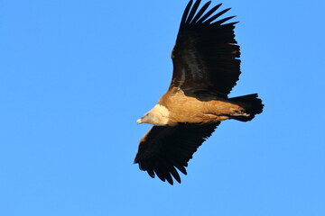 griffon vulture