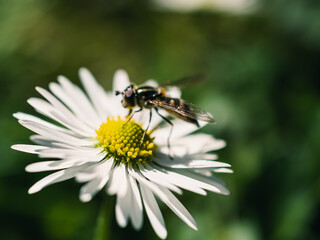 Close up of a daisy