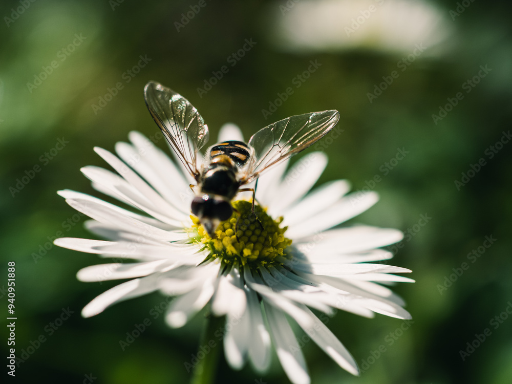 Wall mural Close up of a daisy