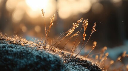 grass up front, sun-kissed trees behind