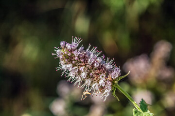 Macro  - Forest - Europe, Romania, Suceava region