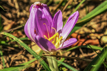 Fototapeta premium Macro - Forest - Europe, Romania, Suceava region